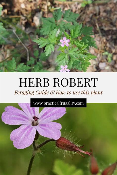 How Do You Use Herb Robert