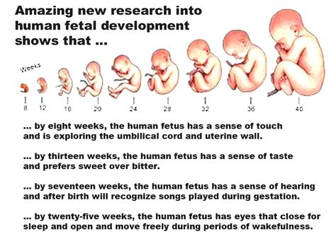 how does a baby develop from conception to birth