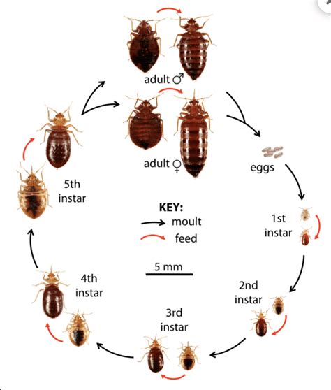 How Does A Bed Bug Grow