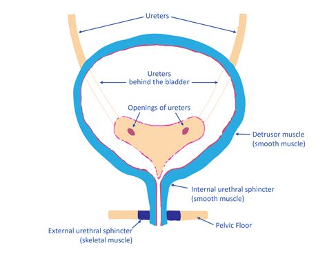 How Does A Bladder Suspension Work