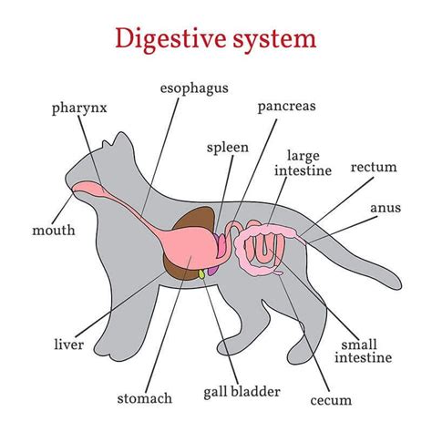 How Does A Cat's Digestive System Work