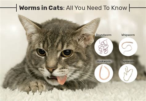 How Does A Cat Act When It Has Worms