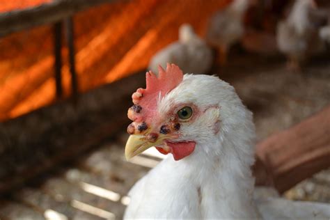 How Does A Chicken Get Fowl Pox