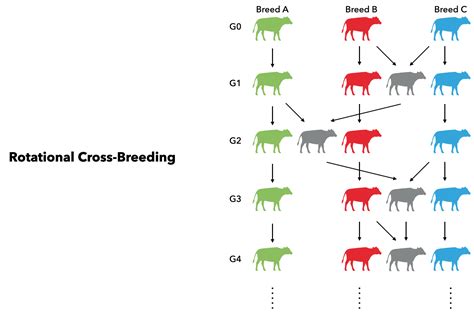 How Does A Crossbreed Work