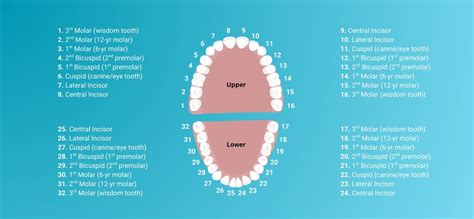 International Tooth Numbering System West Hollywood Holistic and