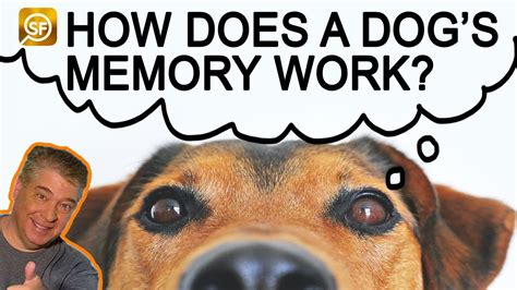How Does A Dog's Memory Work