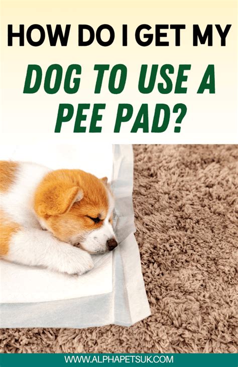 How Does A Dog Know To Use A Pee Pad