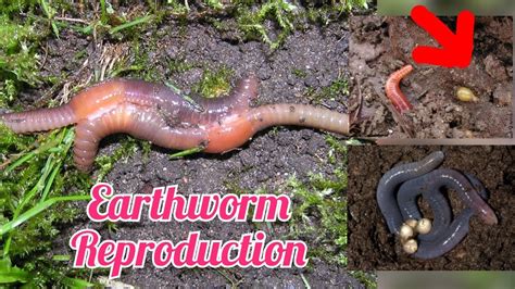 how does a earthworm reproduce