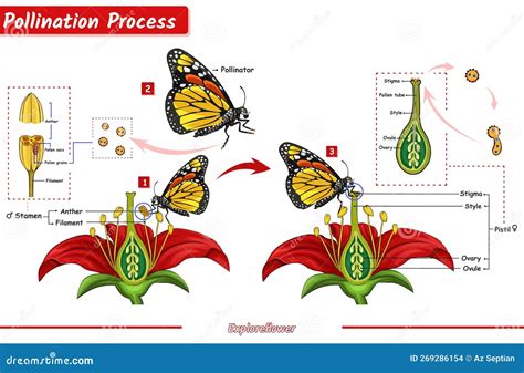 How Does A Flower Pollinate