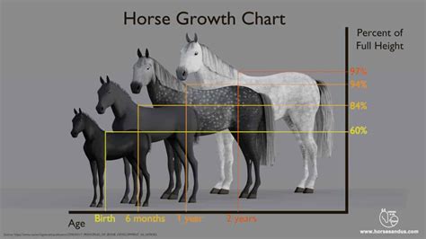 How Does A Horse Grow And Develop