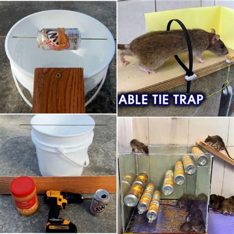 how does a humane mouse trap work