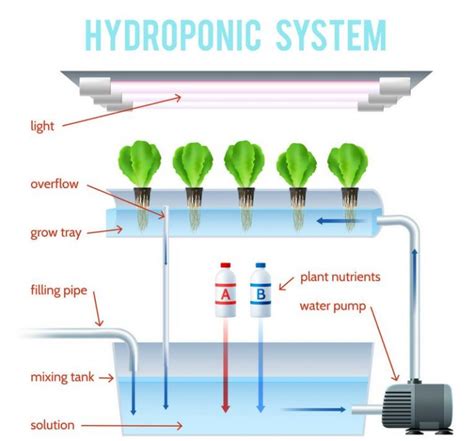 How Does A Hydroponic System Work