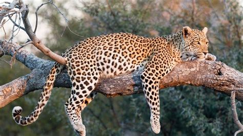 how does a leopard protect itself