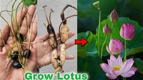 How Does A Lotus Grow