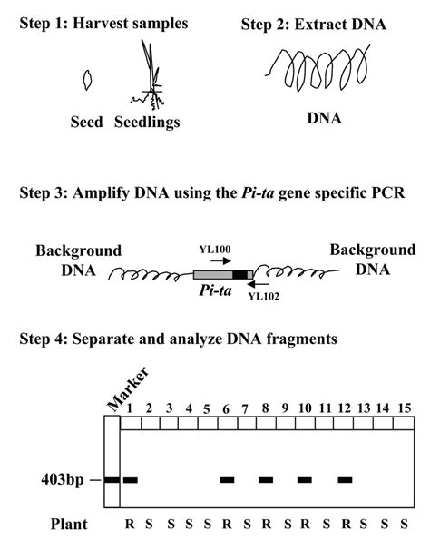 How Does A Marker Gene Work