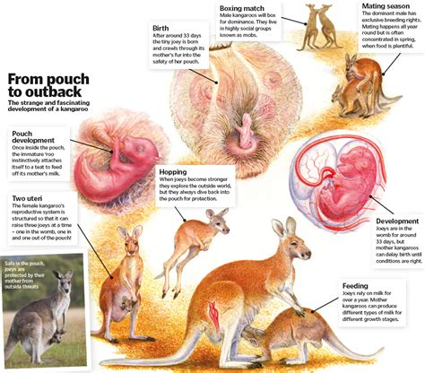 How Does A Marsupial Pouch Work