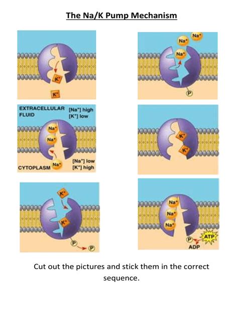 How Does A Na K Pump Work