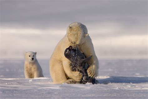 How Does A Polar Bear Protect Itself From Predators