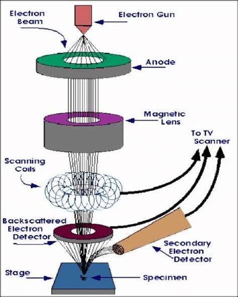 How Does A Scanning Electron Microscope Work