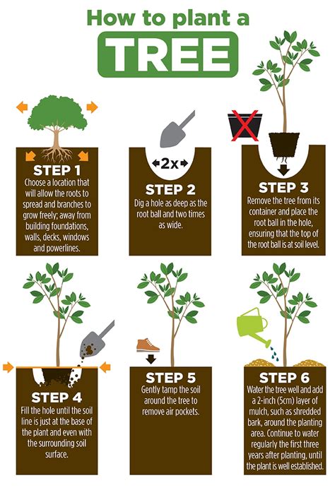 How Does A Tree Grow Step By Step