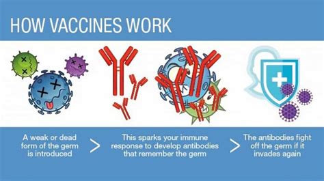 How Does A Vaccine Function
