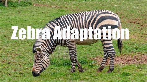 How Does A Zebra Adapt To Its Environment