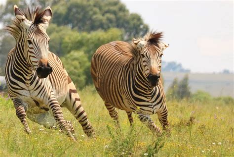 How Does A Zebra Stripes Help To Protect It From Predators