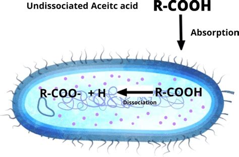 how does acetic acid kills bacteria