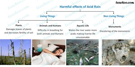 How Does Acid Rain Affect Wildlife
