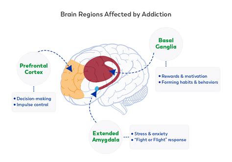 how does addiction affect brain development