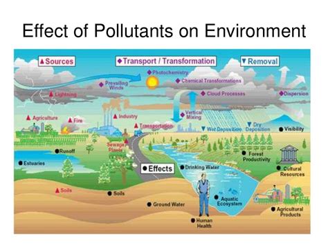 How Does Air Pollution Affect Our Environment
