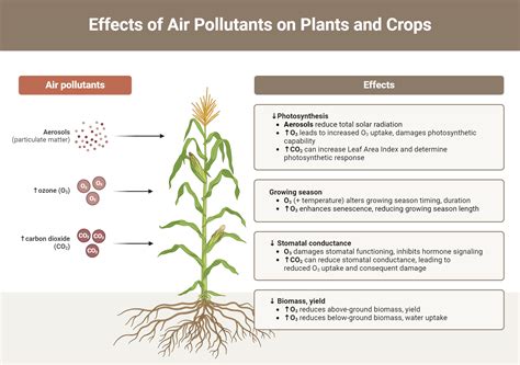 How Does Air Quality Affect Plants