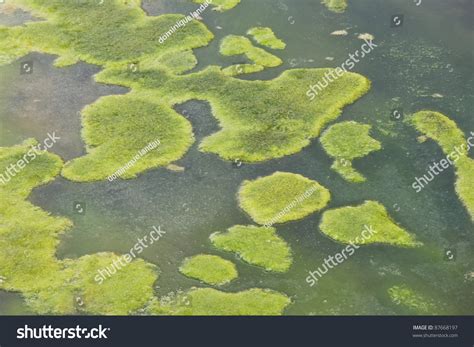 How Does Algae Float