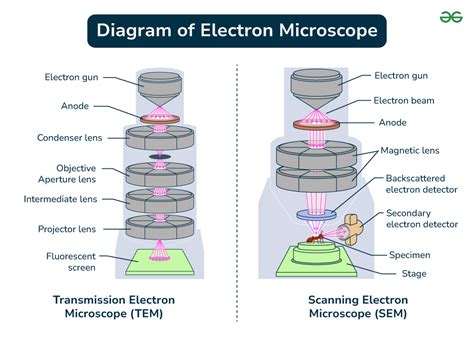 How Does An Electron Microscope Work A Level Biology