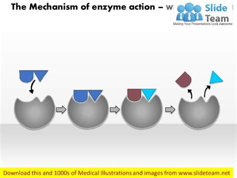 How Does An Enzyme Work Quizlet