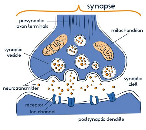 How Does An Impulse Cross A Synapse