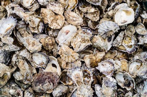 How Does An Oyster Shell Grow
