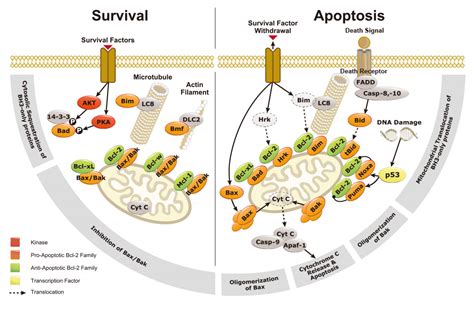 how does bcl 2 inhibit apoptosis