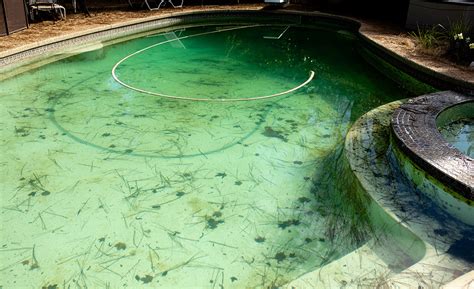 How Does Black Algae Get Into A Pool