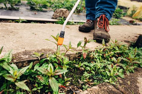 How Does Bleach Kill Weeds