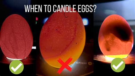 How Does Candling Eggs Work