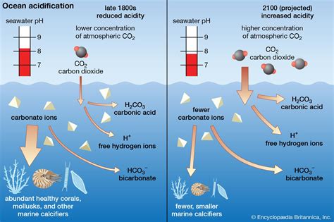 how does carbonic acid affect seawater