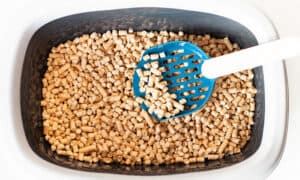 How Does Cat Litter Pellets Work