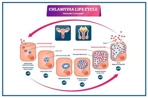 How Does Chlamydia Spread