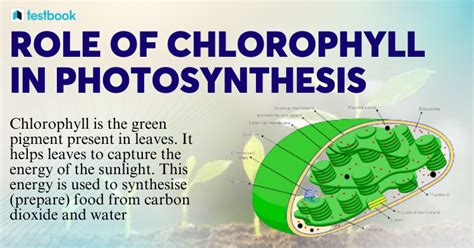 How Does Chlorophyll Function In Photosynthesis