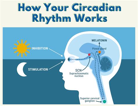 How Does Circadian Rhythm Work