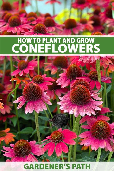 How Does Coneflowers Grow