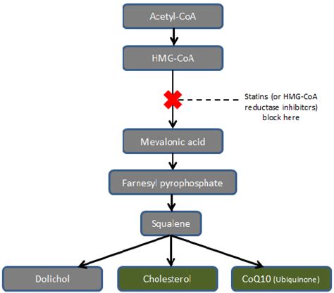How Does Coq10 Work With Statins