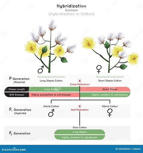 How Does Cotton Pollinate