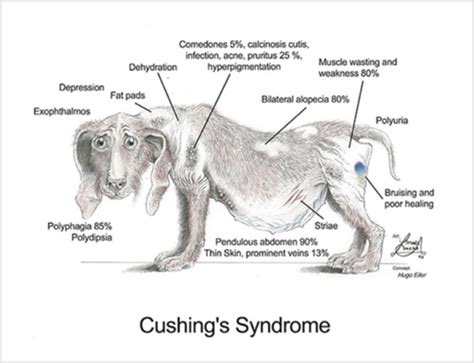 How Does Cushing S Disease Affect A Dog